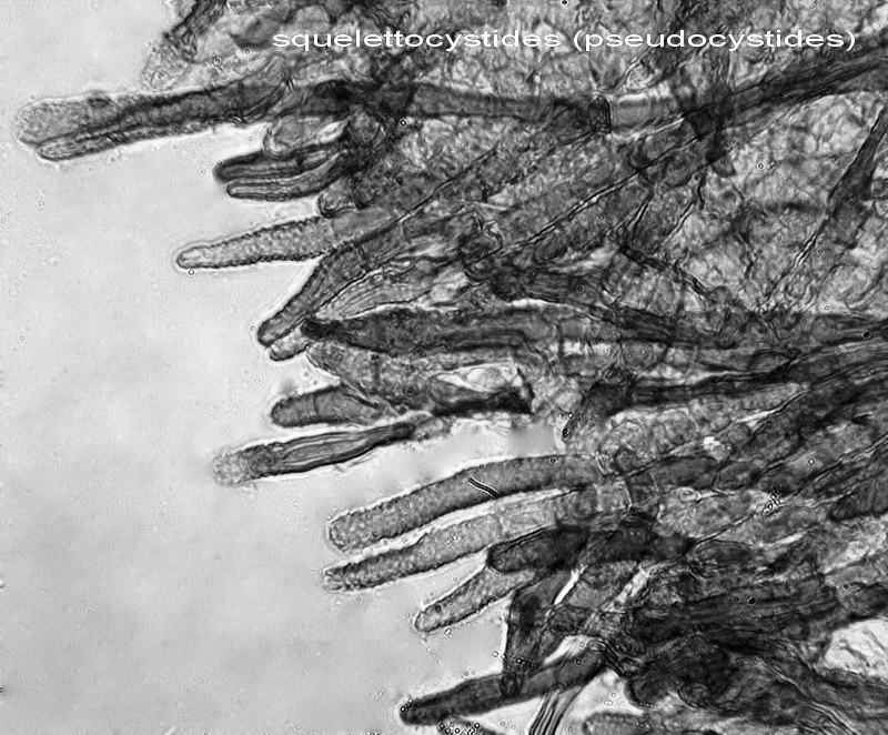 Tento Hymenochaete tabacina-foto6033(Porostereum spadiceum)
